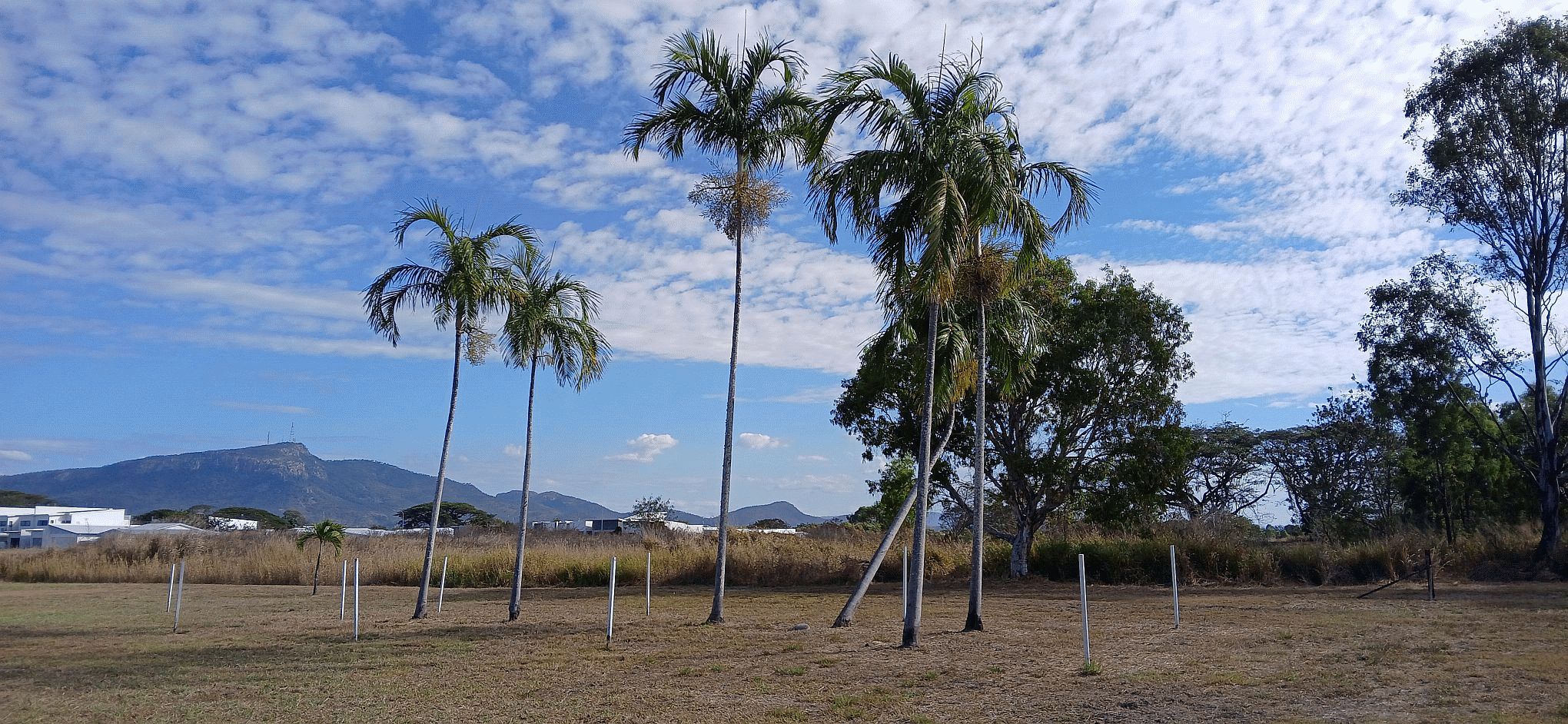 Palm trees and memorial markers at the Oonoonba Bomb Site with Castle Hill in the distance
