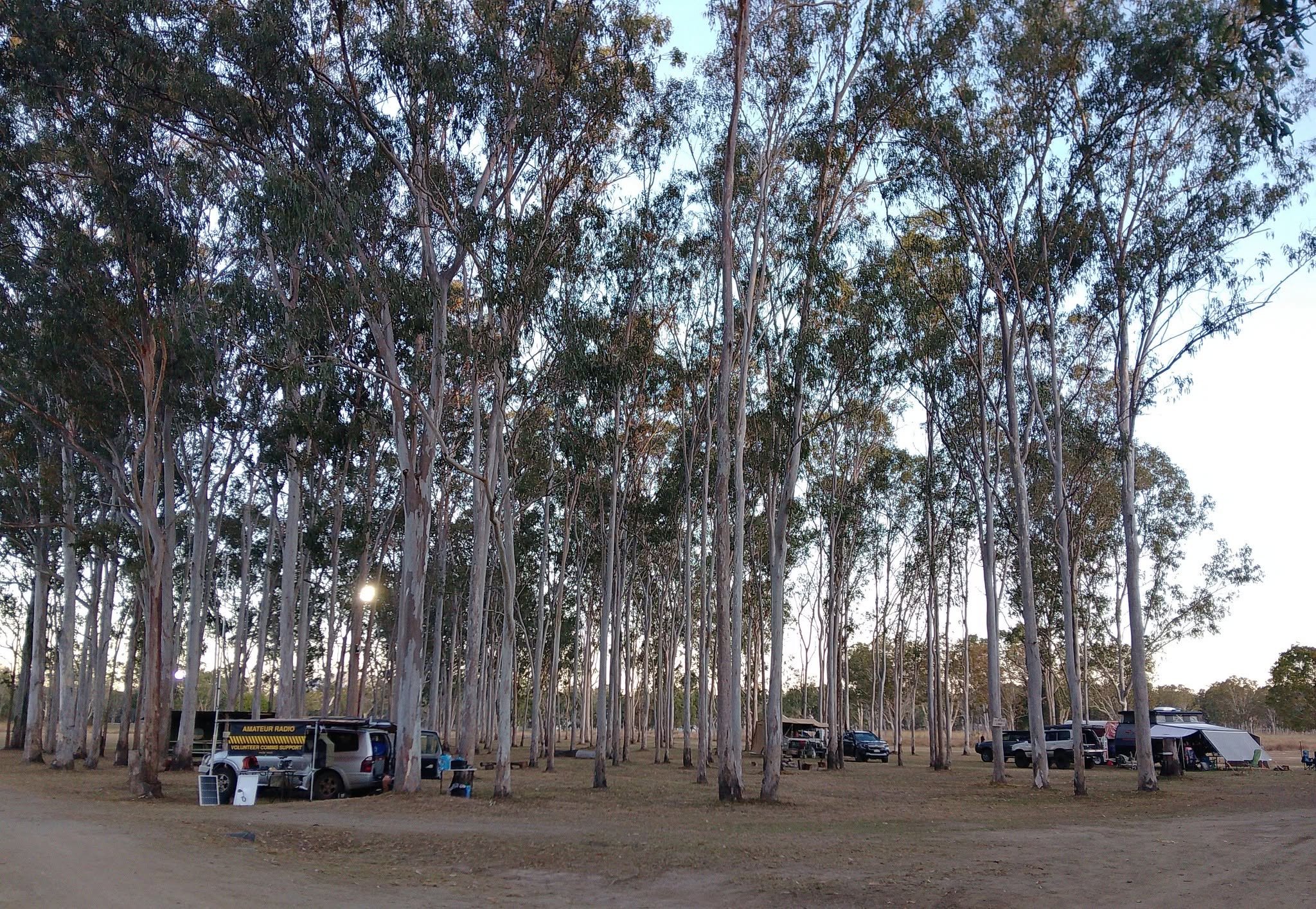 Wide view of the checkpoint camp among the gum trees at dawn