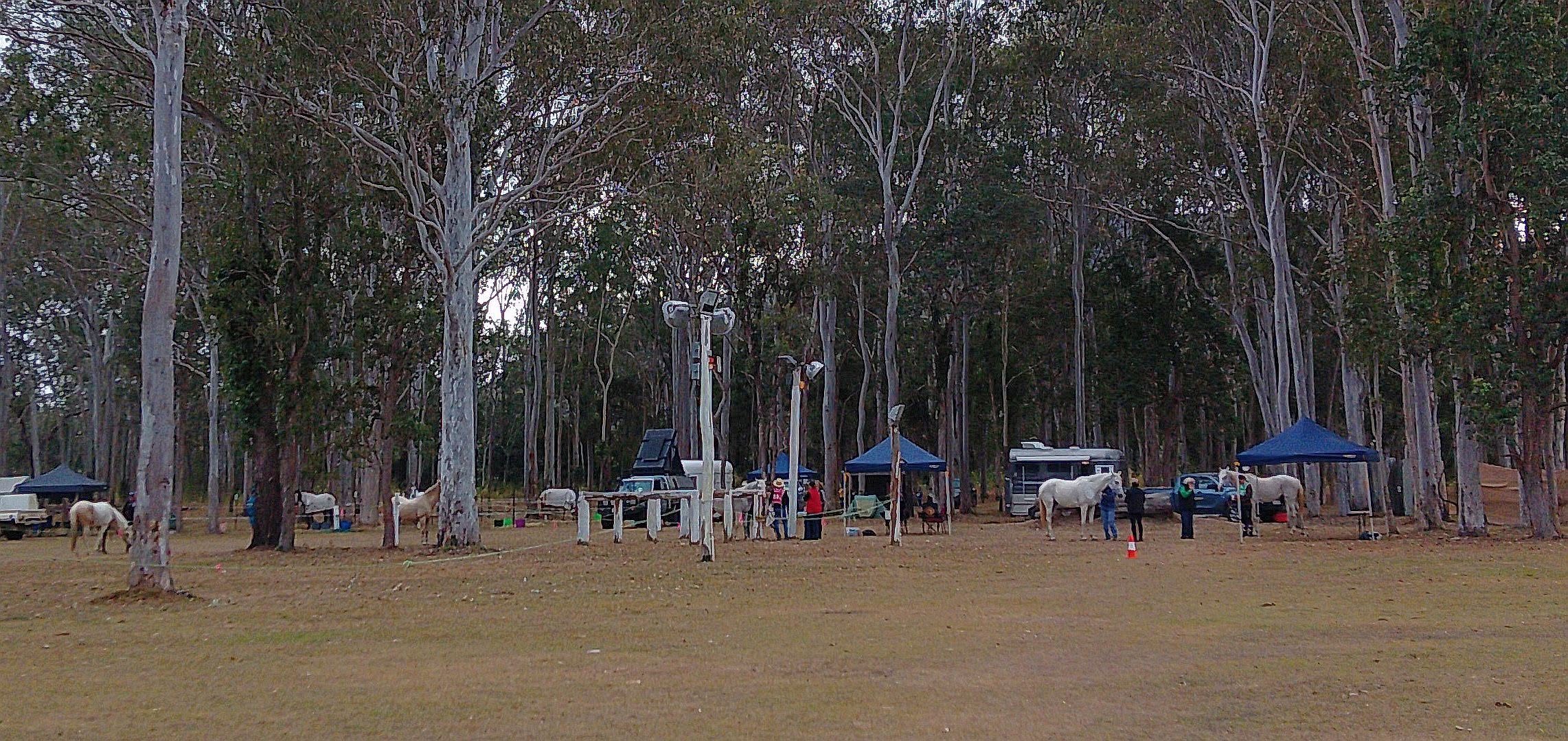 Horses and riders gathered near the vetting marquees under the gums