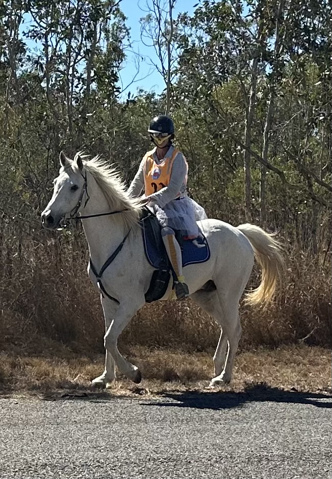Rider on a white horse on the bitumen road